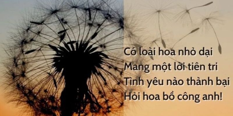 Hoa bồ công anh là biểu tượng của sự tự do, hy vọng