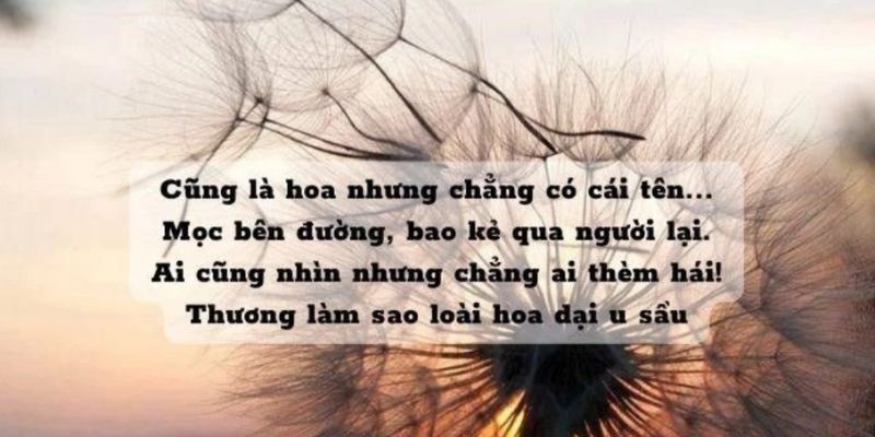 Dù mong manh nhưng hoa bồ công anh luôn mang trong mình niềm tin