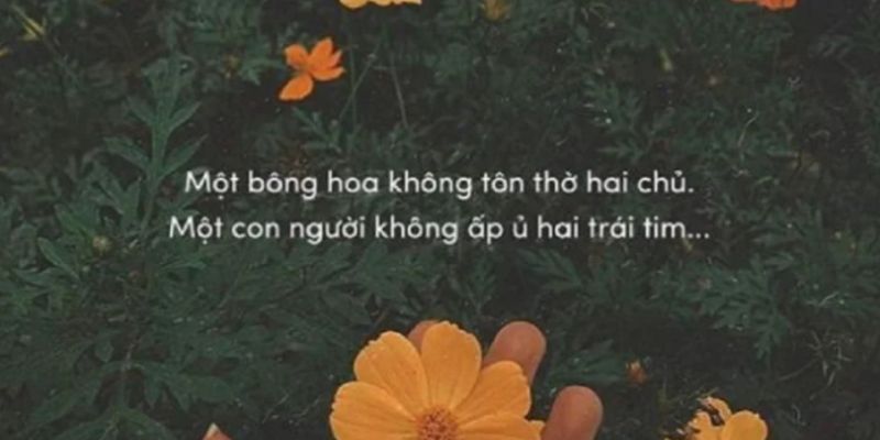 Những Câu STT Hay Về Hoa Trong Tình Yêu Cuộc Sống