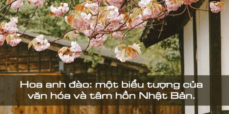 STT về hoa anh đào, những ước mơ và mong muốn thăng hoa