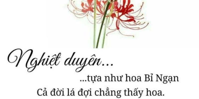 STT về hoa bỉ ngạn, biểu tượng của tình yêu xa cách và bi thương