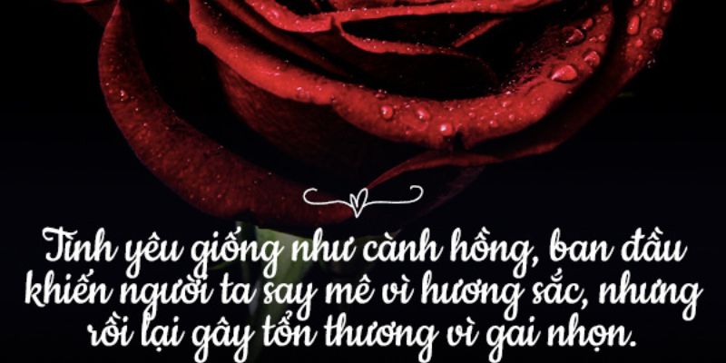 STT về hoa hồng, chạm đến trái tim trong những lần đầu gặp gỡ