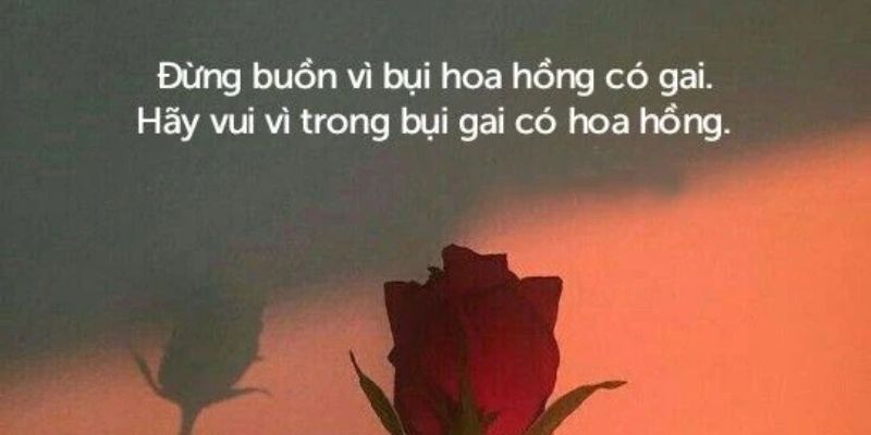 STT Hay Về Hoa Hồng, Loài Hoa Của Tình Yêu Và Sắc Đẹp