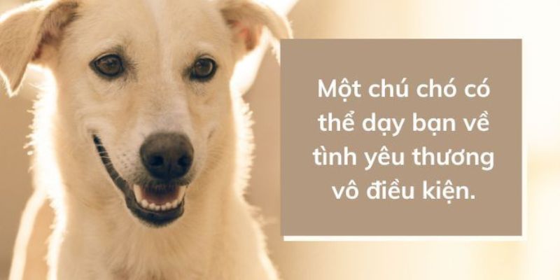 STT về mèo, khi chú mèo nhỏ luôn mang đến niềm vui cho mỗi ngày