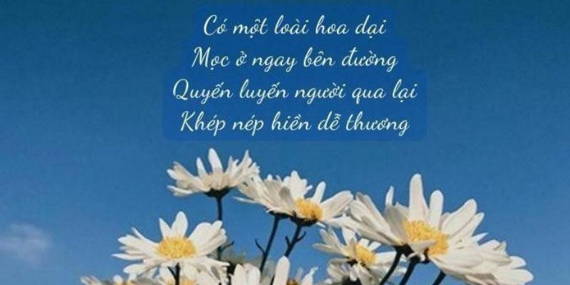 STT về hoa dại, khi mỗi cánh hoa là một câu chuyện cuộc sống