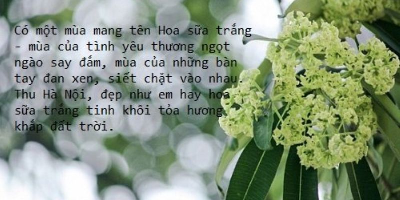 Những STT về hoa sữa mang đến cảm xúc ngọt ngào và sâu lắng