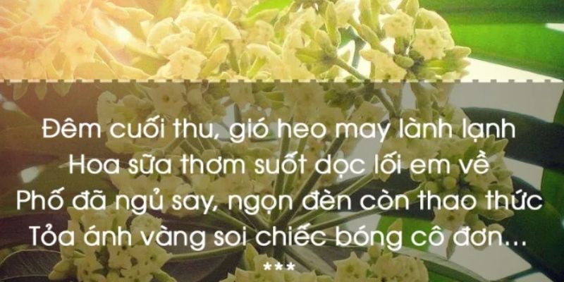 STT về hoa sữa khi hương hoa làm bạn nhớ những buổi hẹn hò