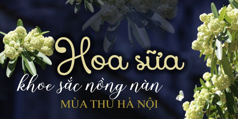 STT Về Hoa Sữa, Chủng Hoa Của Sự Yêu Thương Và Lưu Luyến